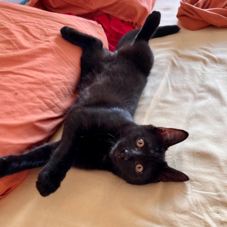 Photo de Pita